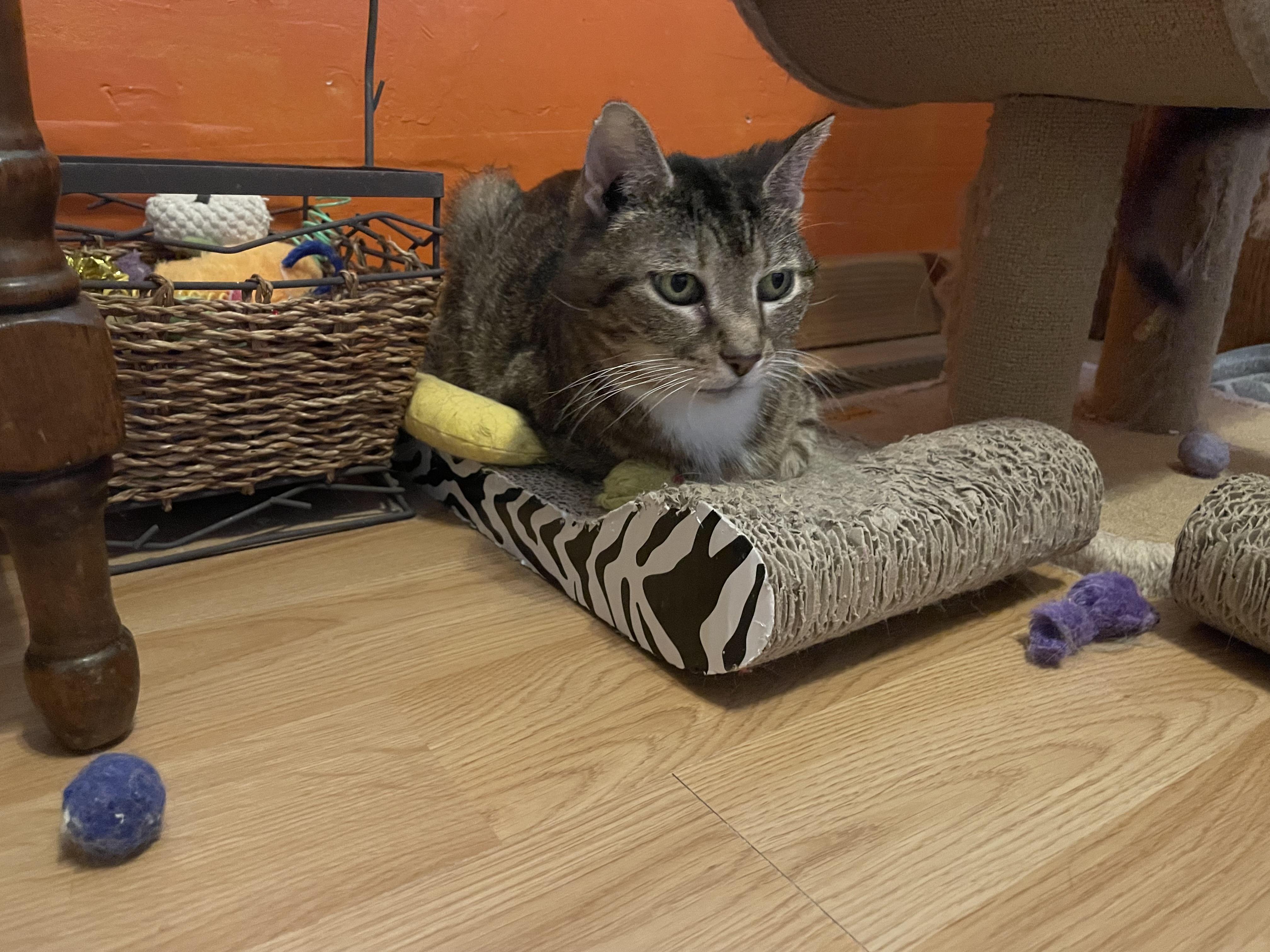 Frosty (Cold Bunch Litter), a Adoptable mixed breed in Baltimore, MD image 2/3