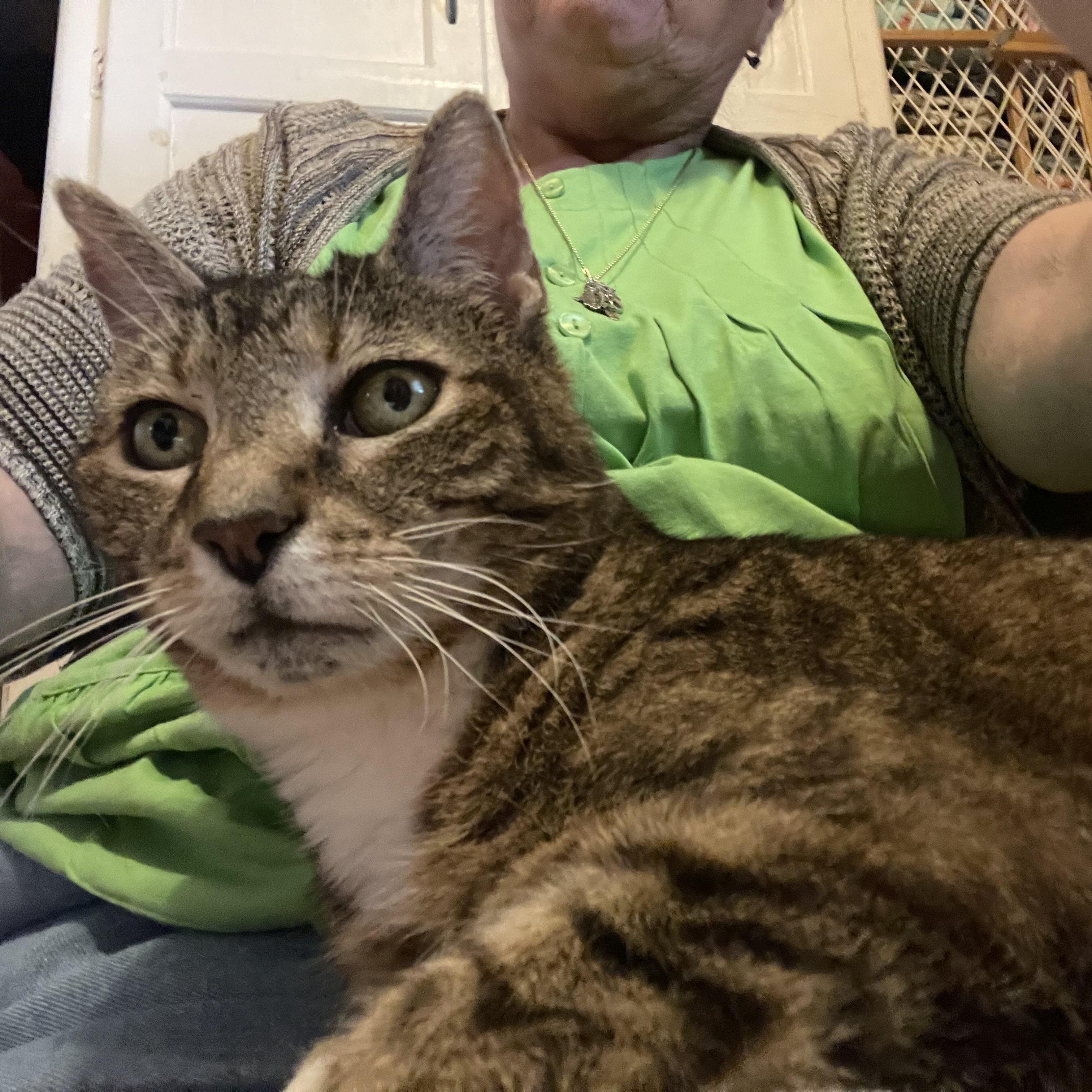 Frosty (Cold Bunch Litter), a Adoptable mixed breed in Baltimore, MD image 1/3