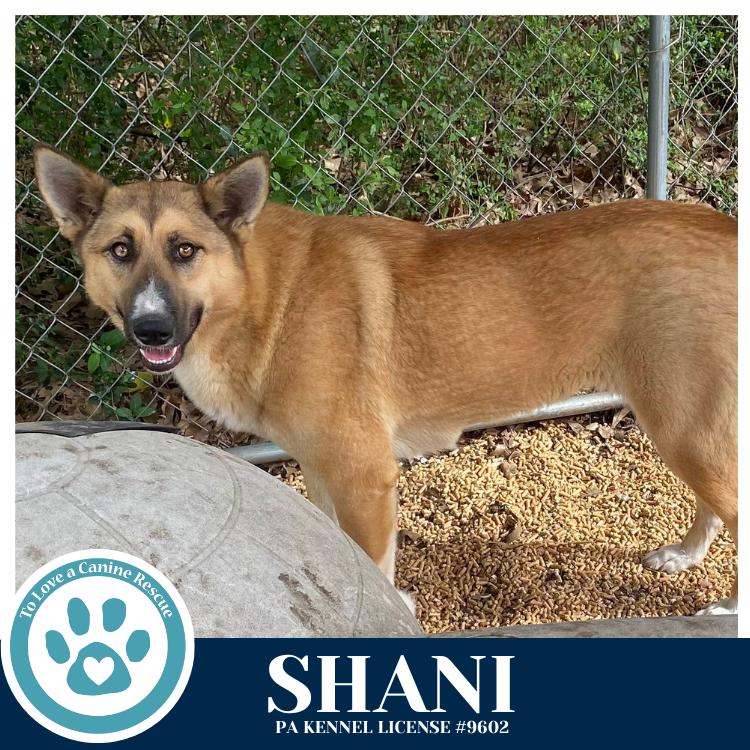 Enlarge Shani 032126, a Adoptable mixed breed in Kimberton, PA image 1/6