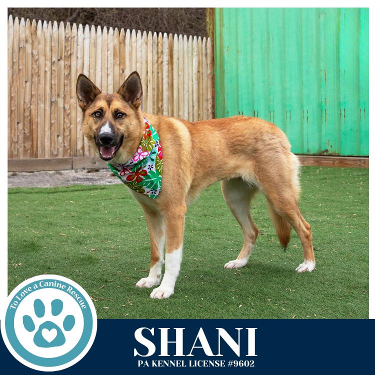 Enlarge Shani 032126, a Adoptable mixed breed in Kimberton, PA image 2/6