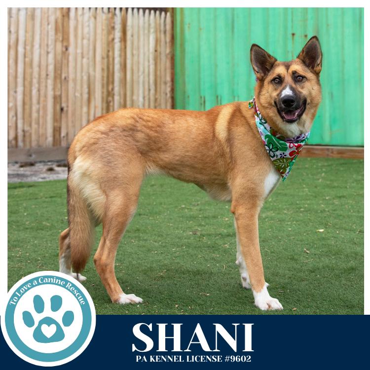 Enlarge Shani 032126, a Adoptable mixed breed in Kimberton, PA image 3/6
