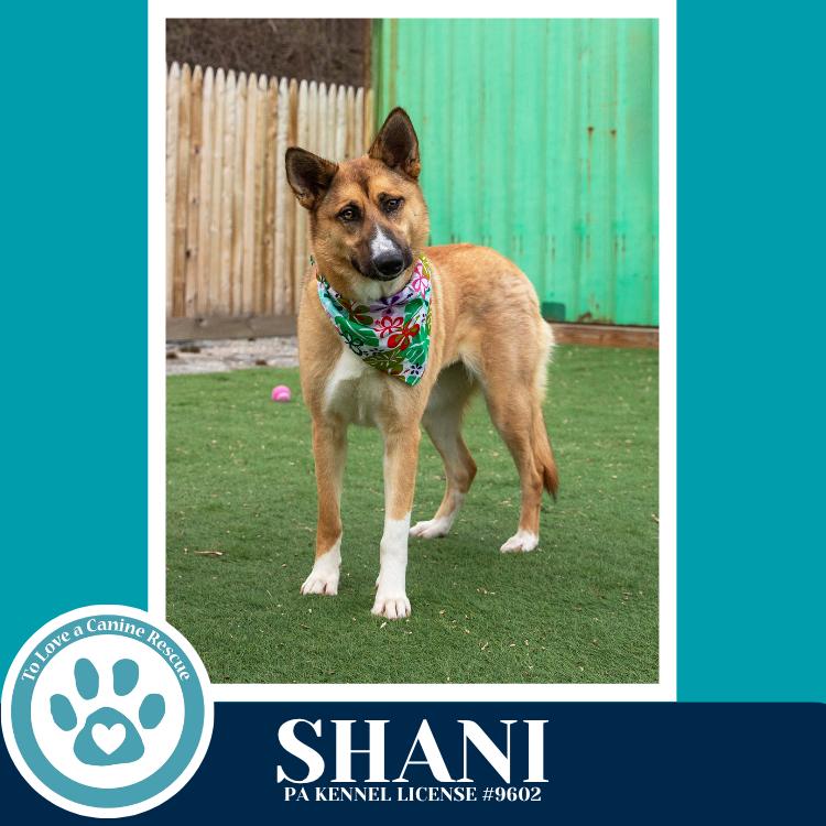 Enlarge Shani 032126, a Adoptable mixed breed in Kimberton, PA image 4/6