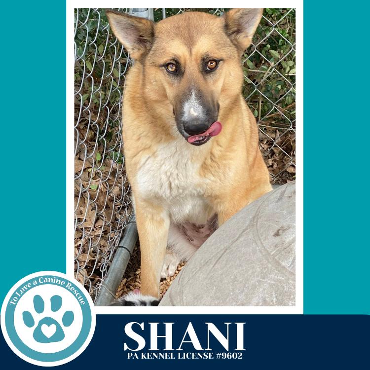 Enlarge Shani 032126, a Adoptable mixed breed in Kimberton, PA image 5/6