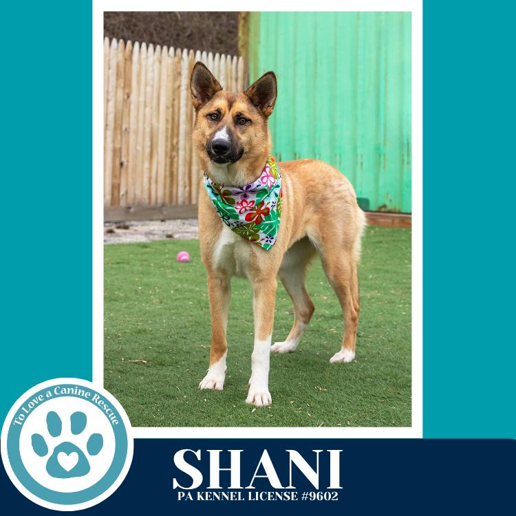 Enlarge Shani 032126, a Adoptable mixed breed in Kimberton, PA image 6/6