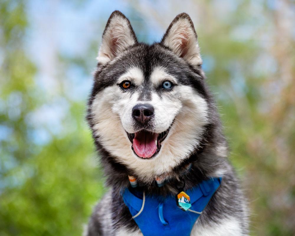 Enlarge Iceland , a ADOPTABLE mixed breed in Boulder, CO image 1/6