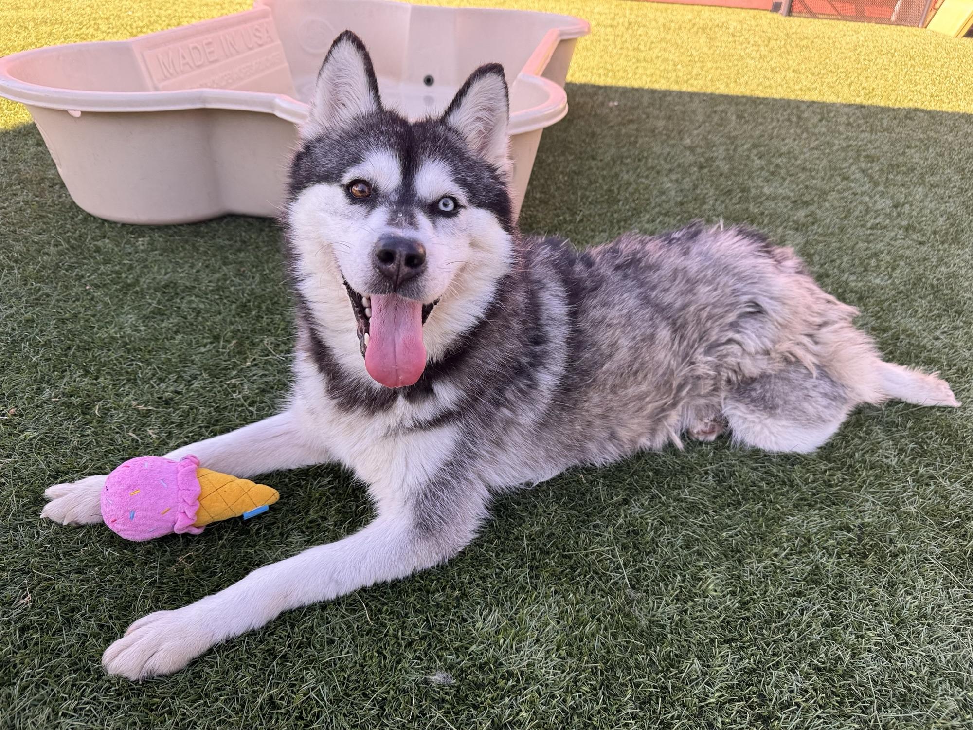 Iceland, ADOPTABLE, Adult Female Husky.