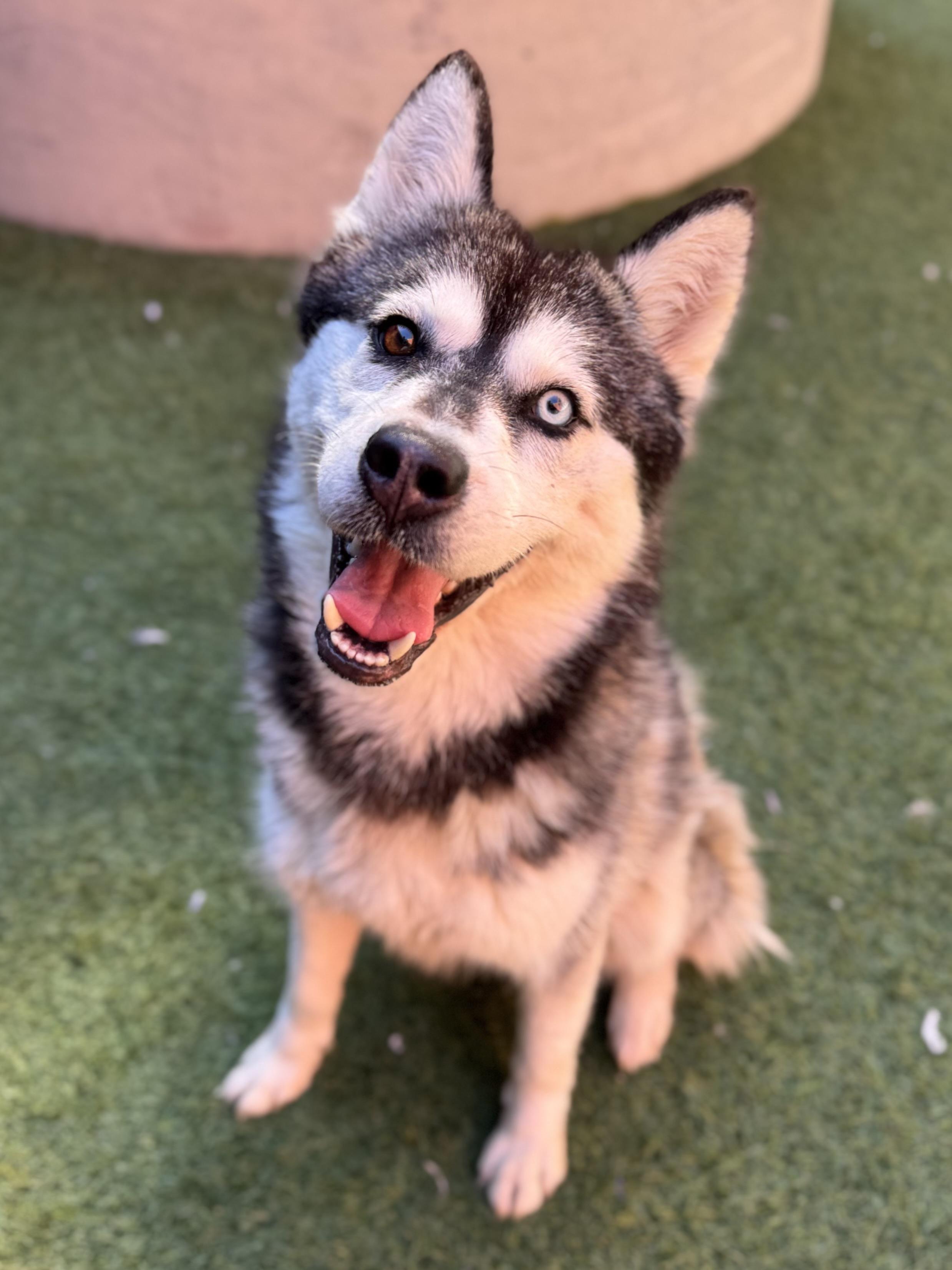 Enlarge Iceland, a ADOPTABLE Husky in Boulder, CO image 2/6