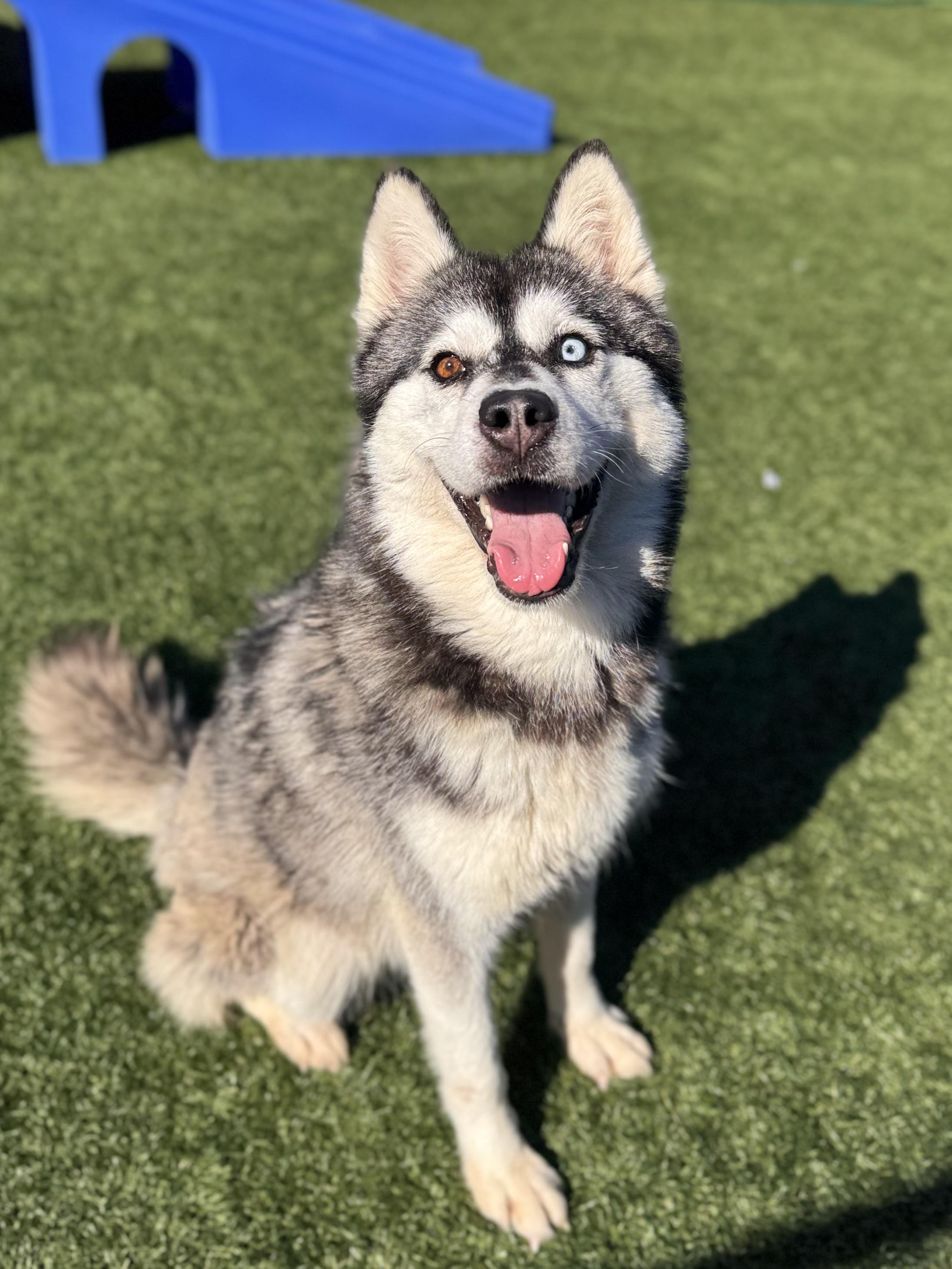 Enlarge Iceland, a ADOPTABLE Husky in Boulder, CO image 3/6