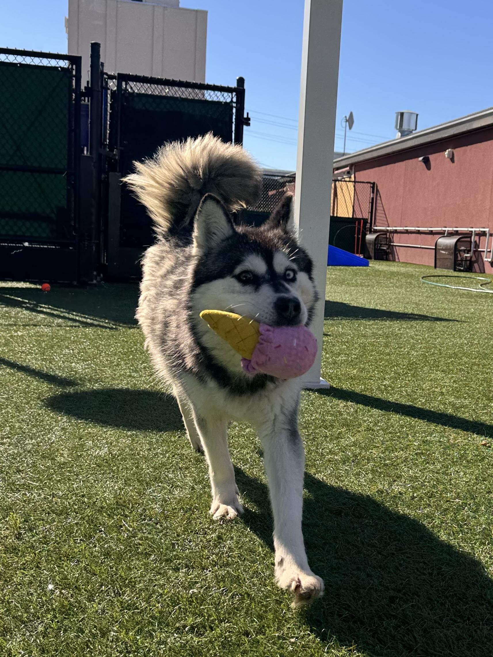 Enlarge Iceland, a ADOPTABLE Husky in Boulder, CO image 4/6