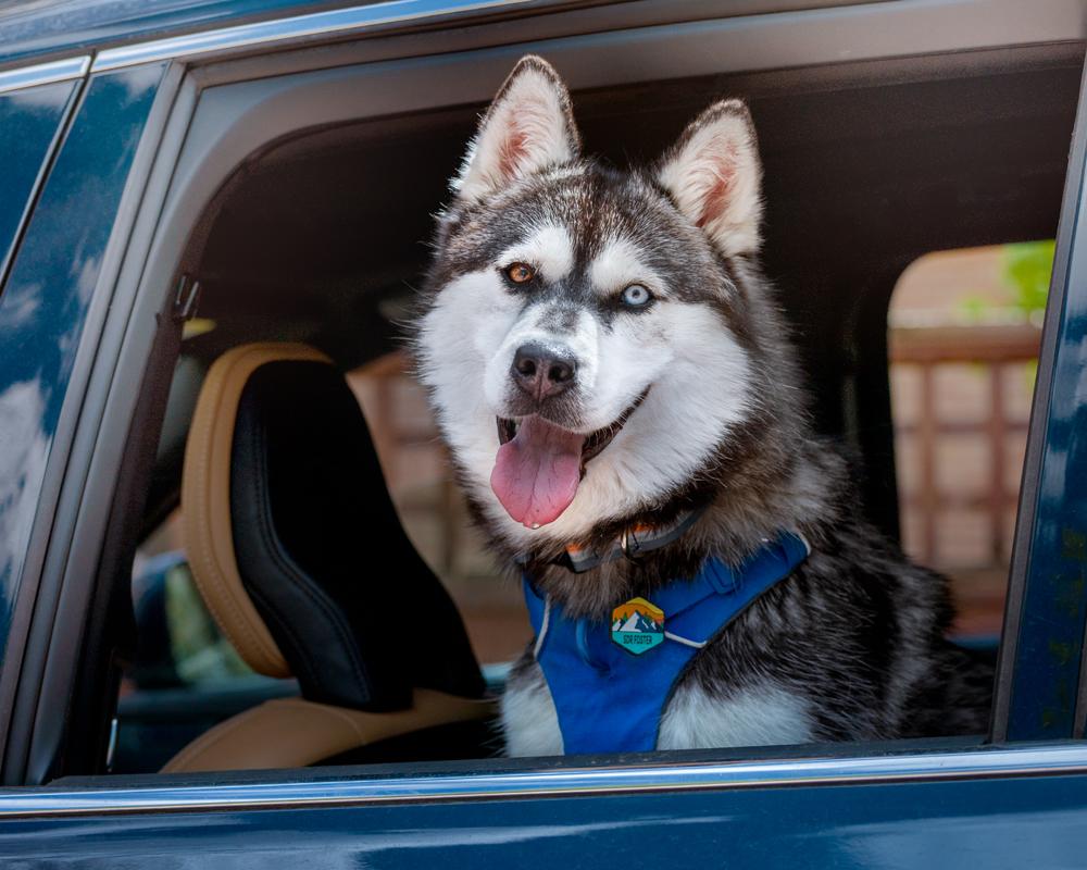 Enlarge Iceland , a ADOPTABLE mixed breed in Boulder, CO image 6/6