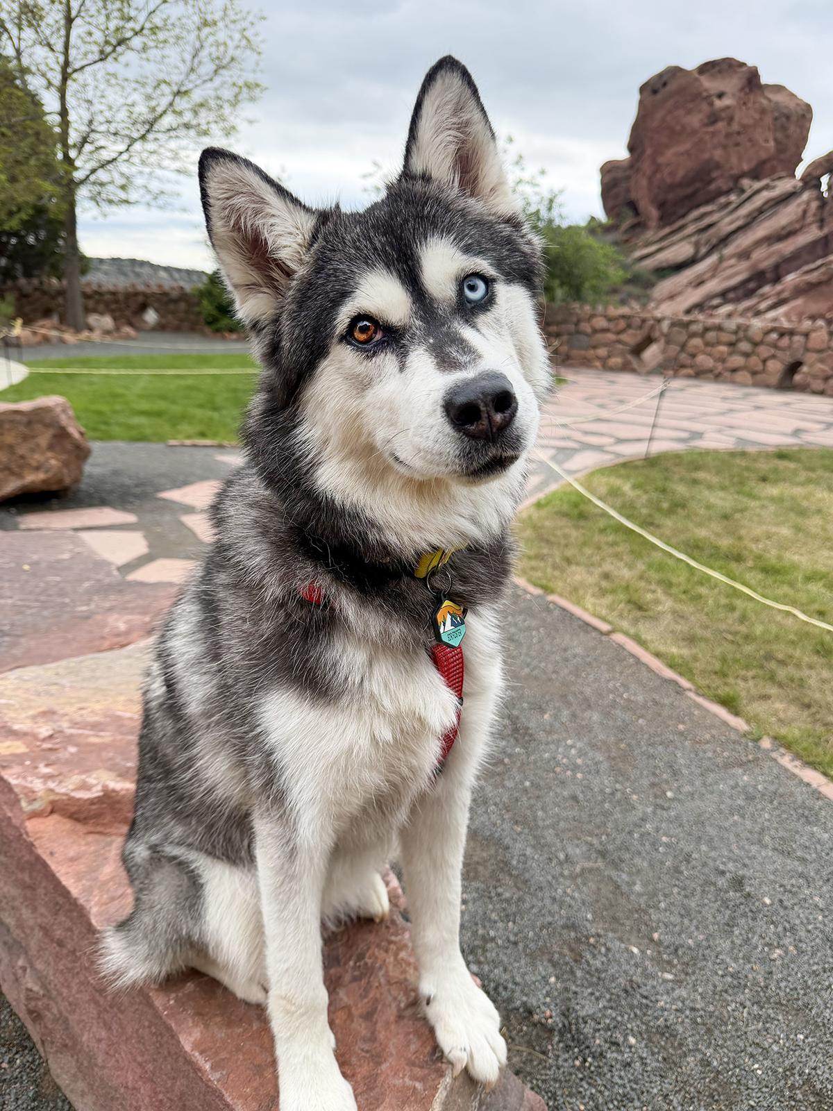 Iceland , ADOPTABLE, Young Female Husky & Siberian Husky.