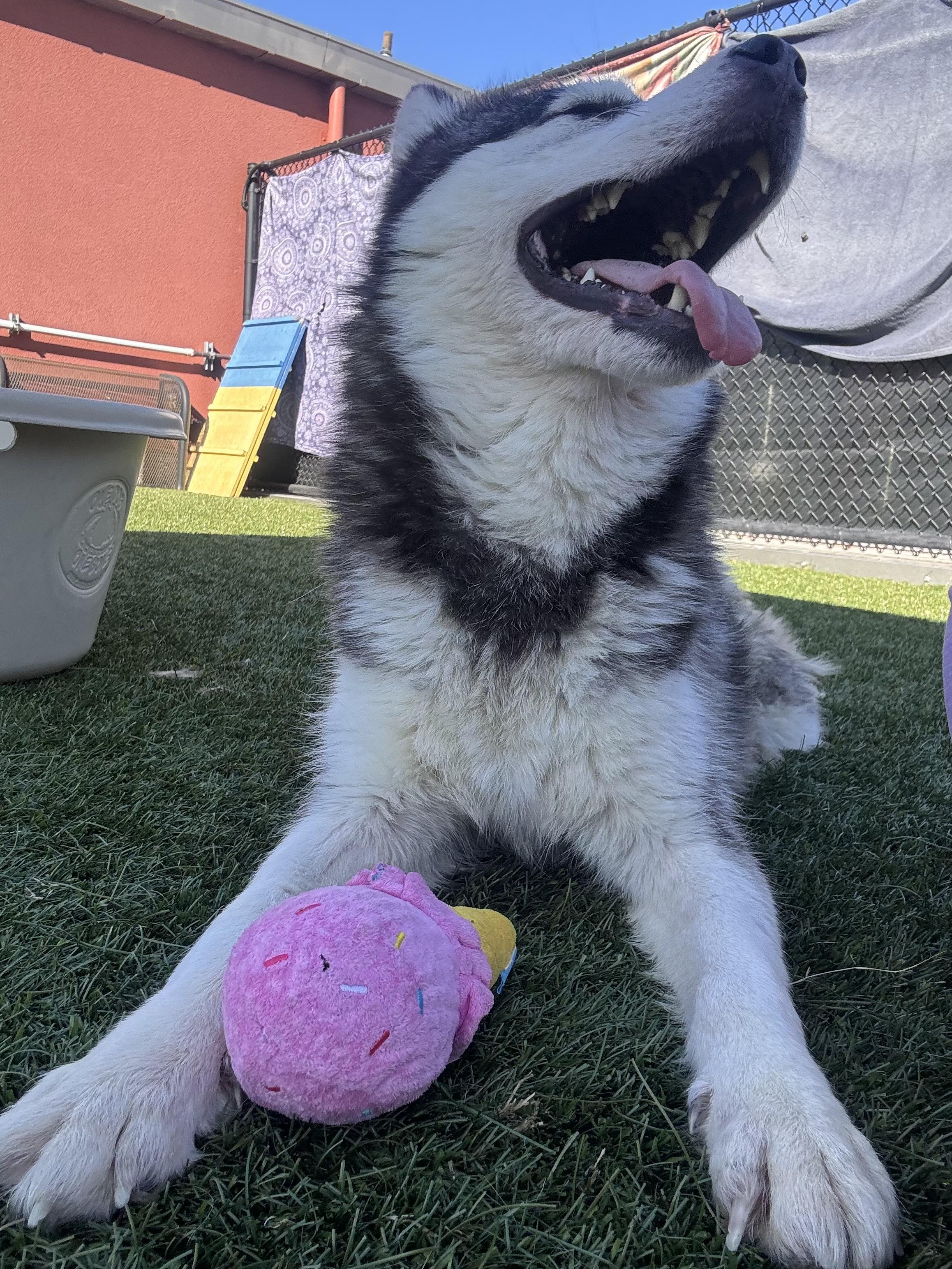 Enlarge Iceland, a ADOPTABLE Husky in Boulder, CO image 6/6