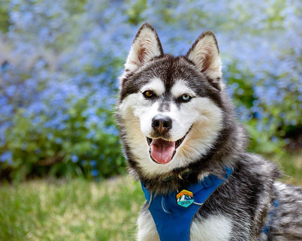 Enlarge Iceland , a ADOPTABLE mixed breed in Boulder, CO image 4/6