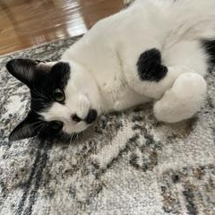 Foster, ADOPTABLE, Young Female Domestic Short Hair.
