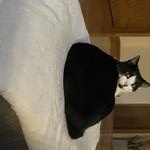 Enlarge Foster, a ADOPTABLE Domestic Short Hair in Plymouth, MN image 2/3