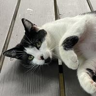 Enlarge Foster, a ADOPTABLE Domestic Short Hair in Plymouth, MN image 3/3