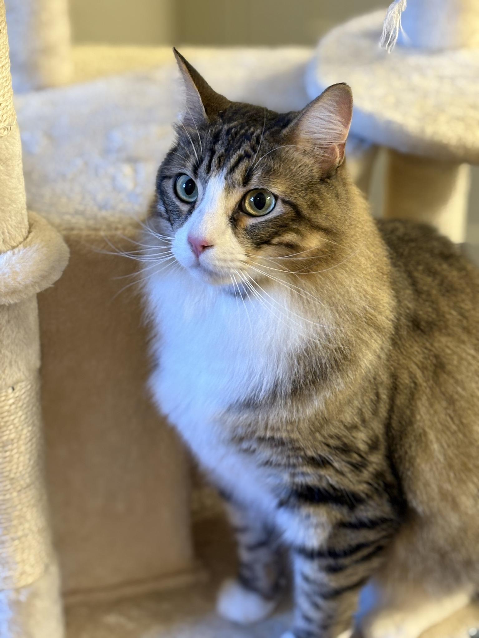 Enlarge Jeffy, an adopted mixed breed in Houston, TX image 3/4