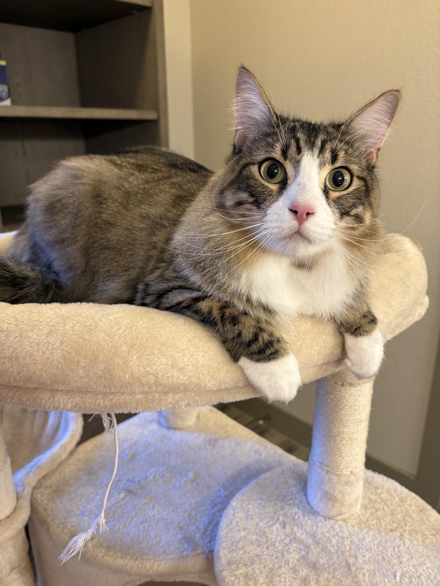 Enlarge Jeffy, an adopted mixed breed in Houston, TX image 2/4