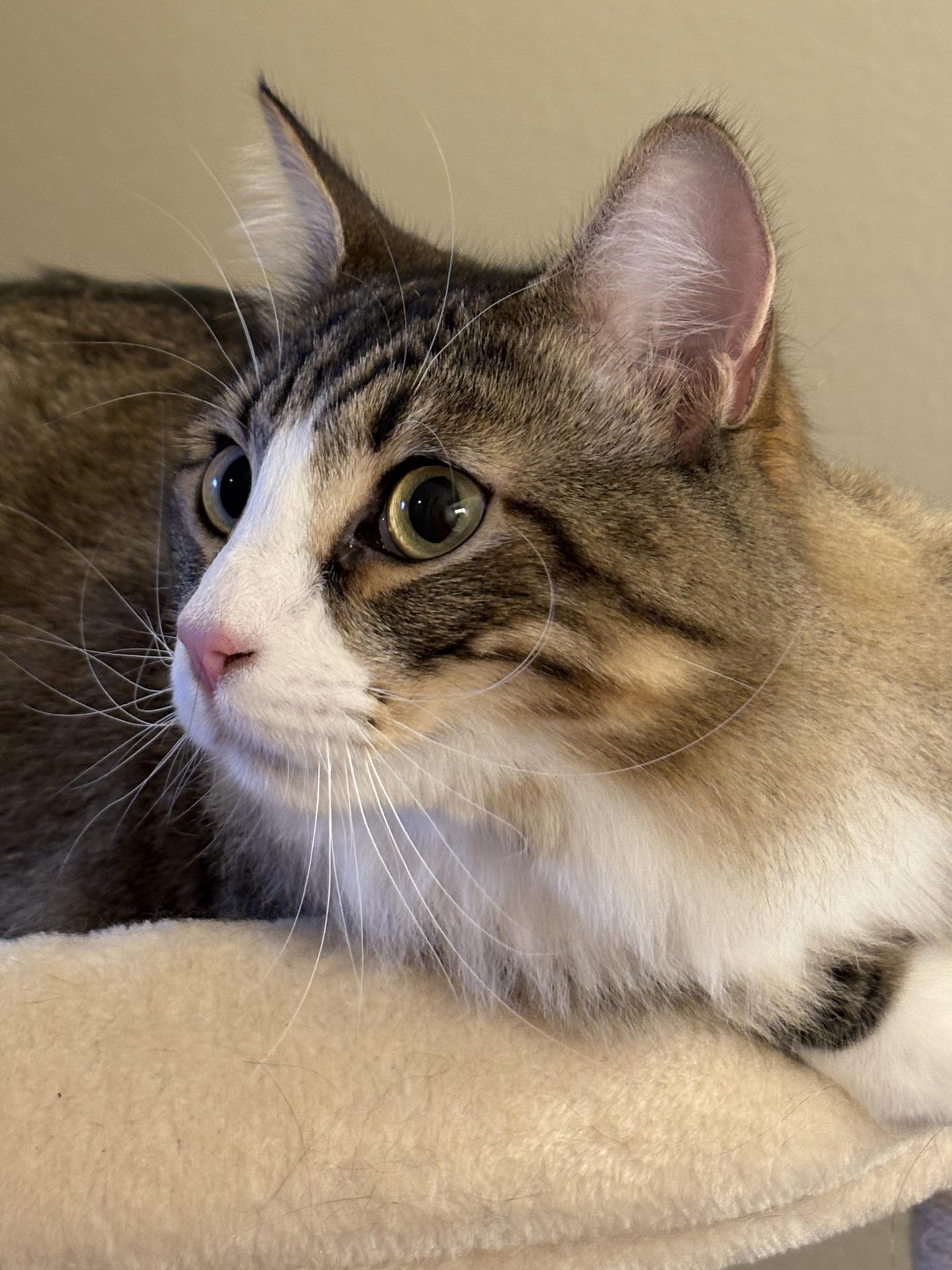 Enlarge Jeffy, an adopted mixed breed in Houston, TX image 4/4