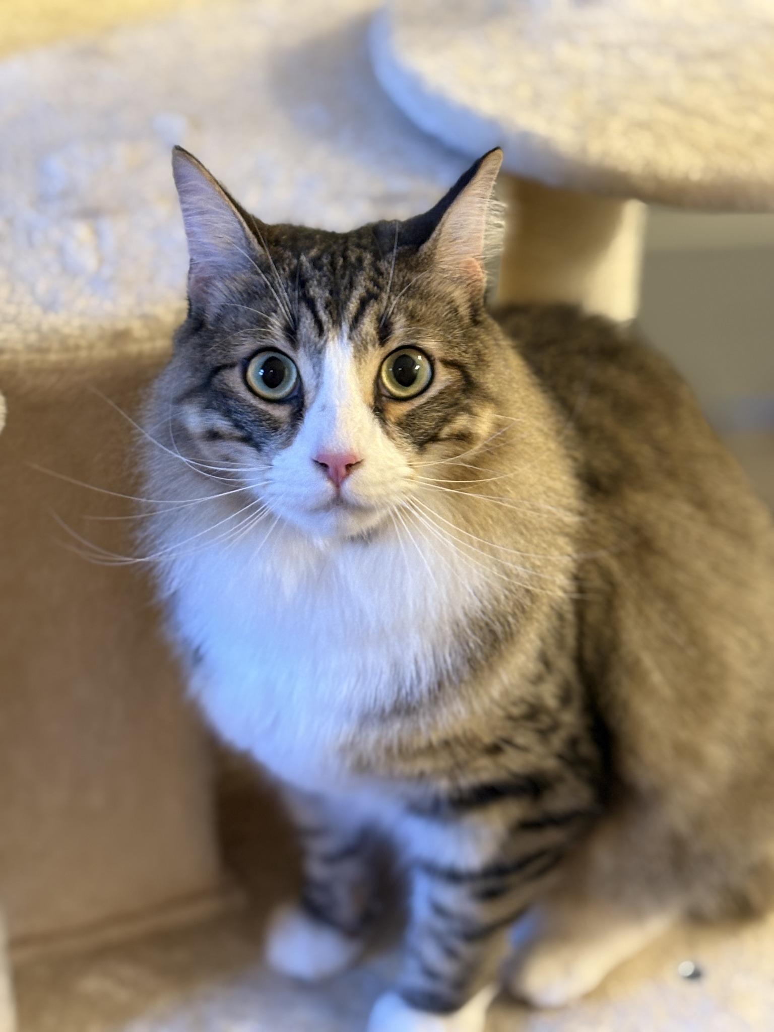 Jeffy, adopted, Young Male Norwegian Forest Cat & Maine Coon.