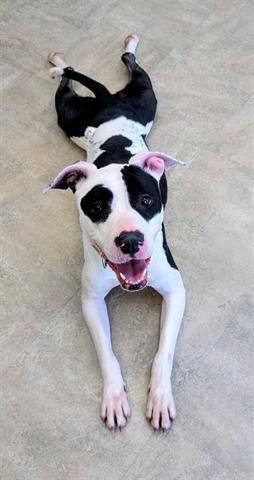 DARCIE, Adoptable, Adult Female Pit Bull Terrier.