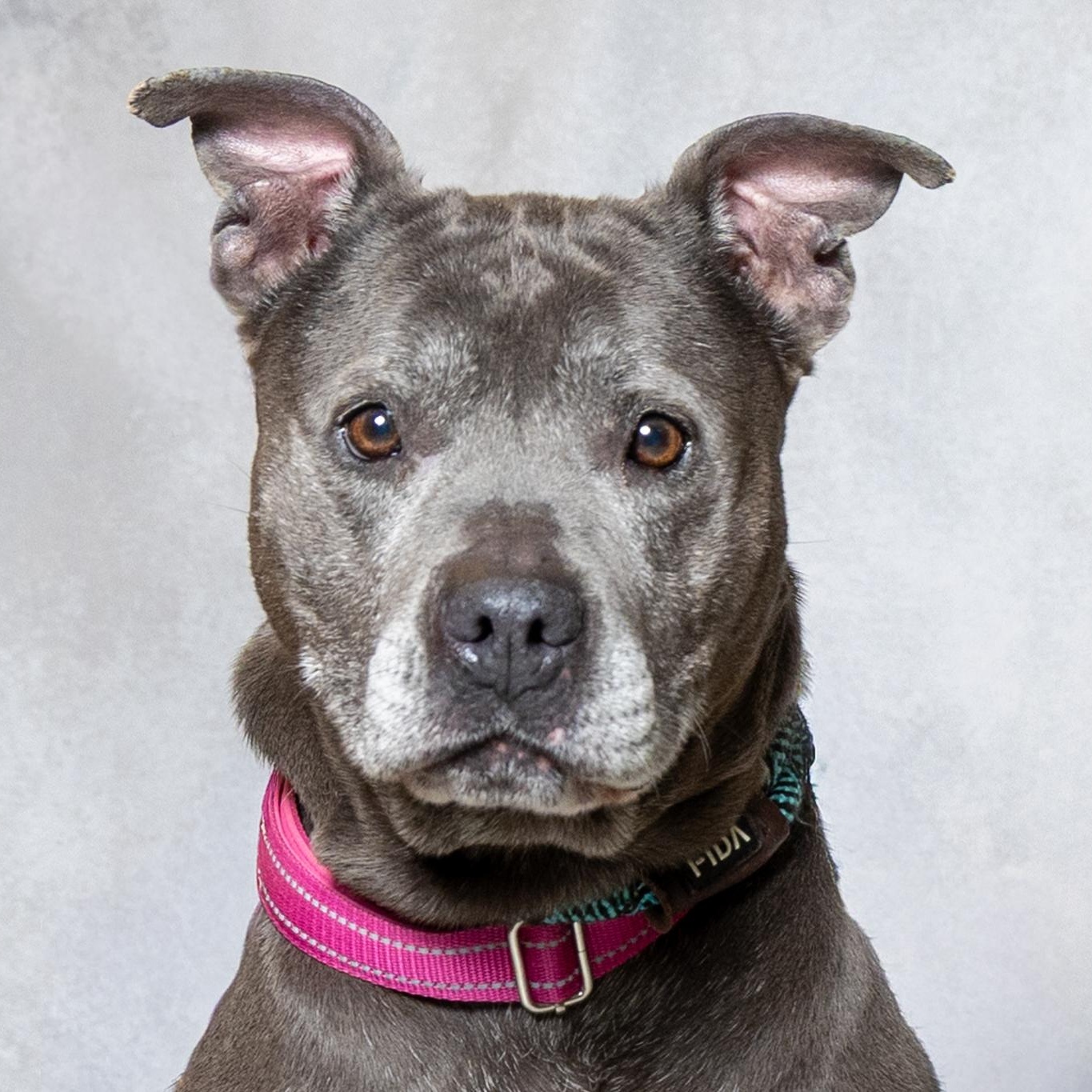 Piggly, ADOPTABLE, Adult Female Pit Bull Terrier.
