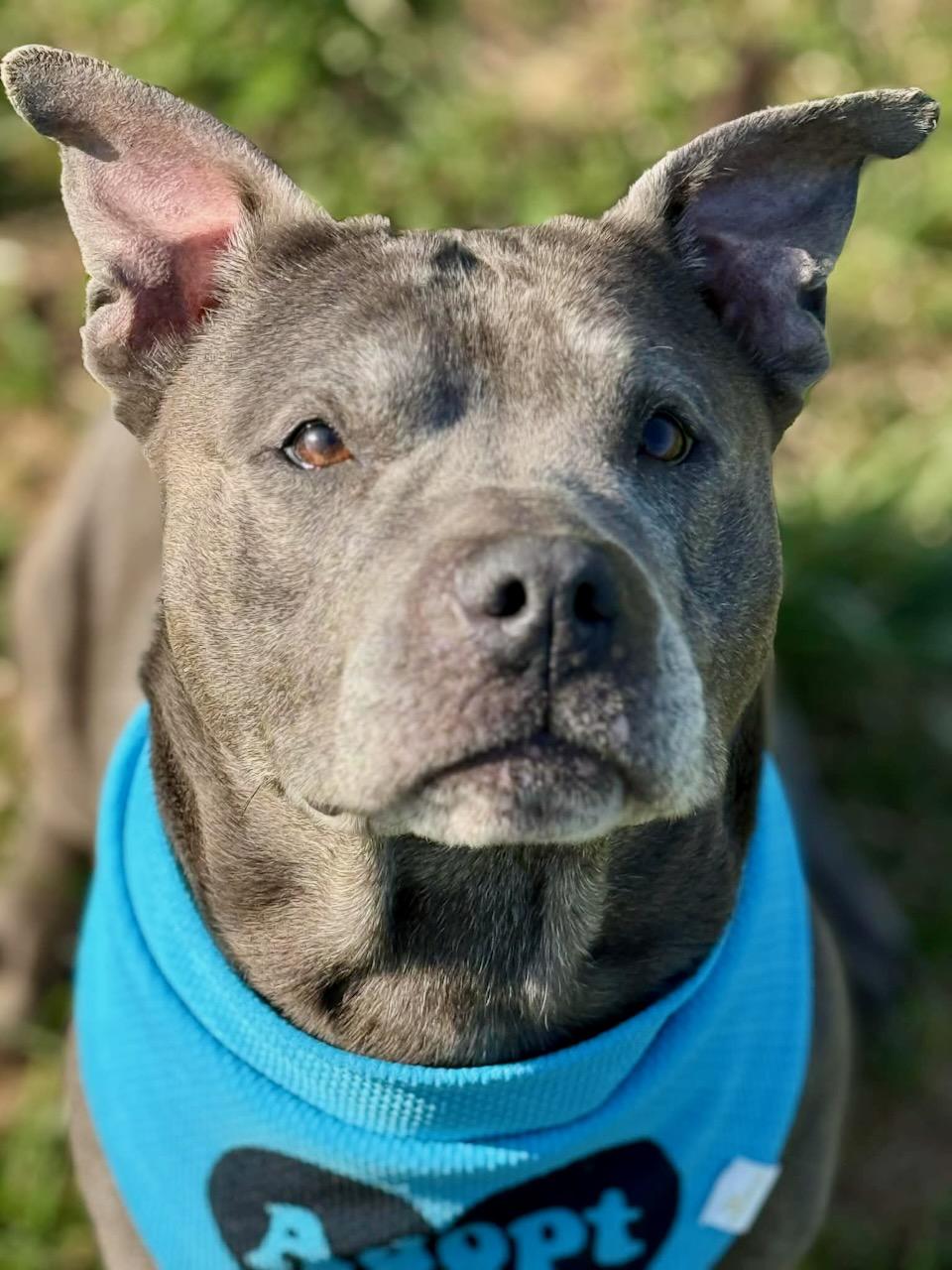 Enlarge Piggly, a ADOPTABLE mixed breed in Lebanon, TN image 4/6
