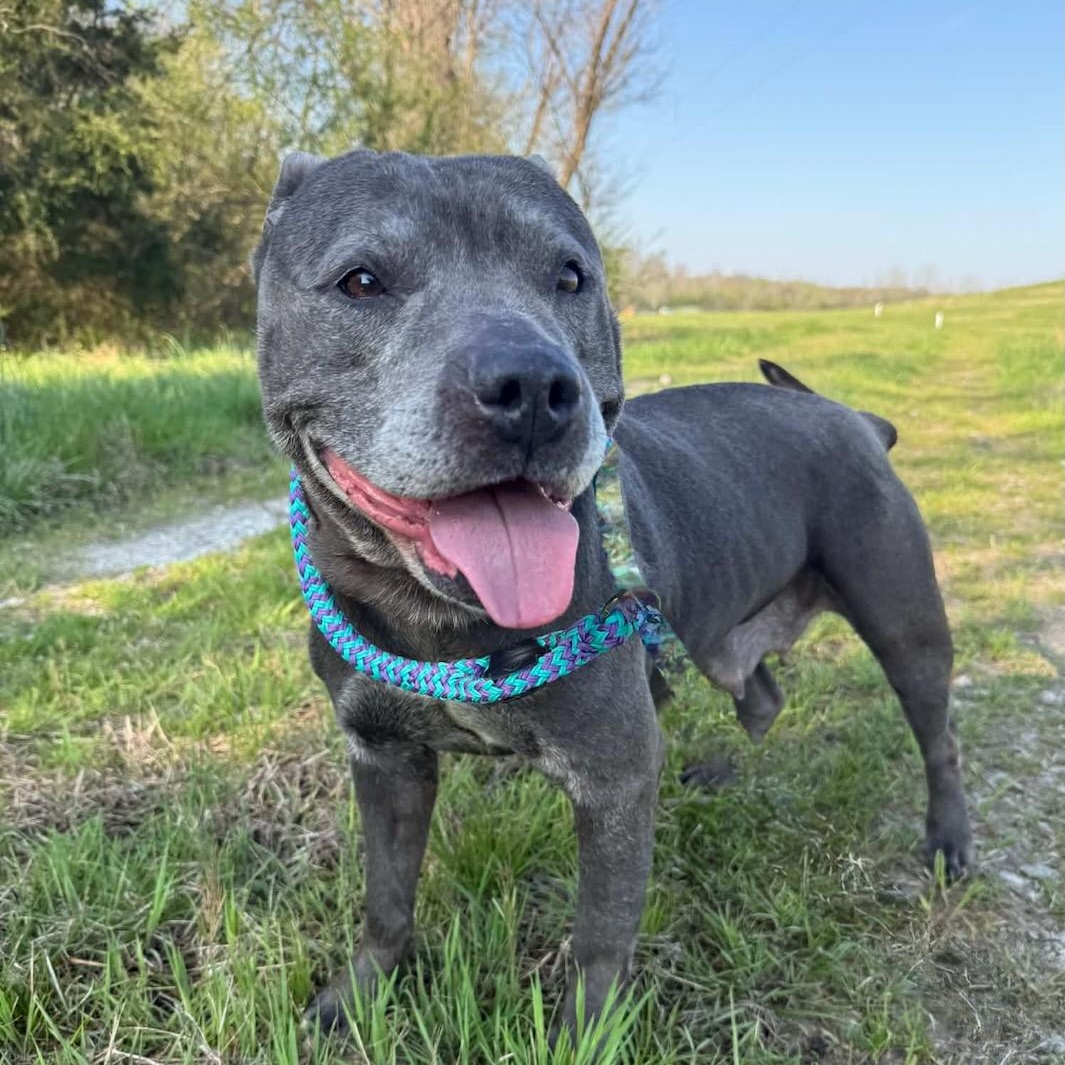 Piggly, ADOPTABLE, Adult Female Pit Bull Terrier.