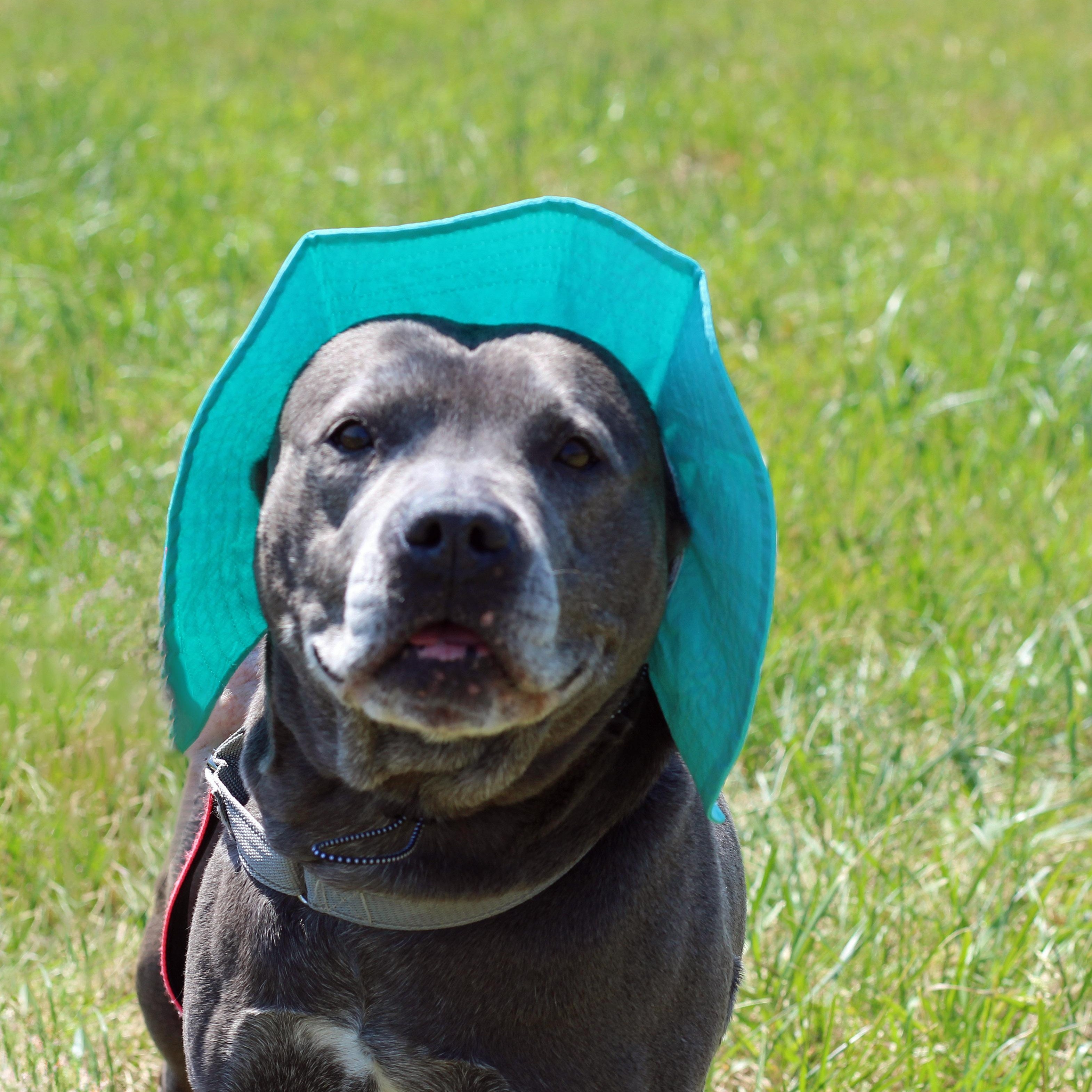 Enlarge Piggly, a ADOPTABLE mixed breed in Lebanon, TN image 6/6