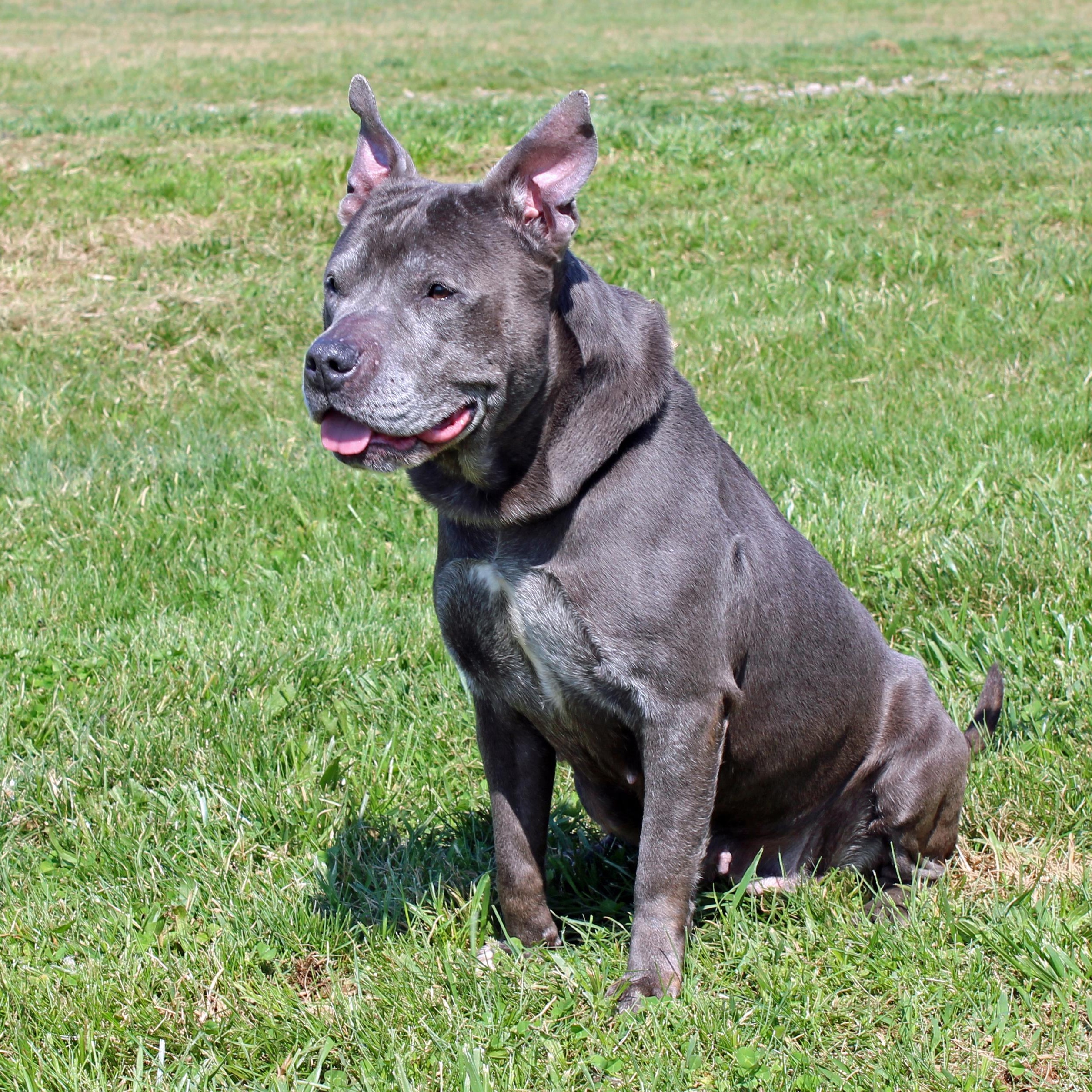 Enlarge Piggly, a ADOPTABLE mixed breed in Lebanon, TN image 2/6