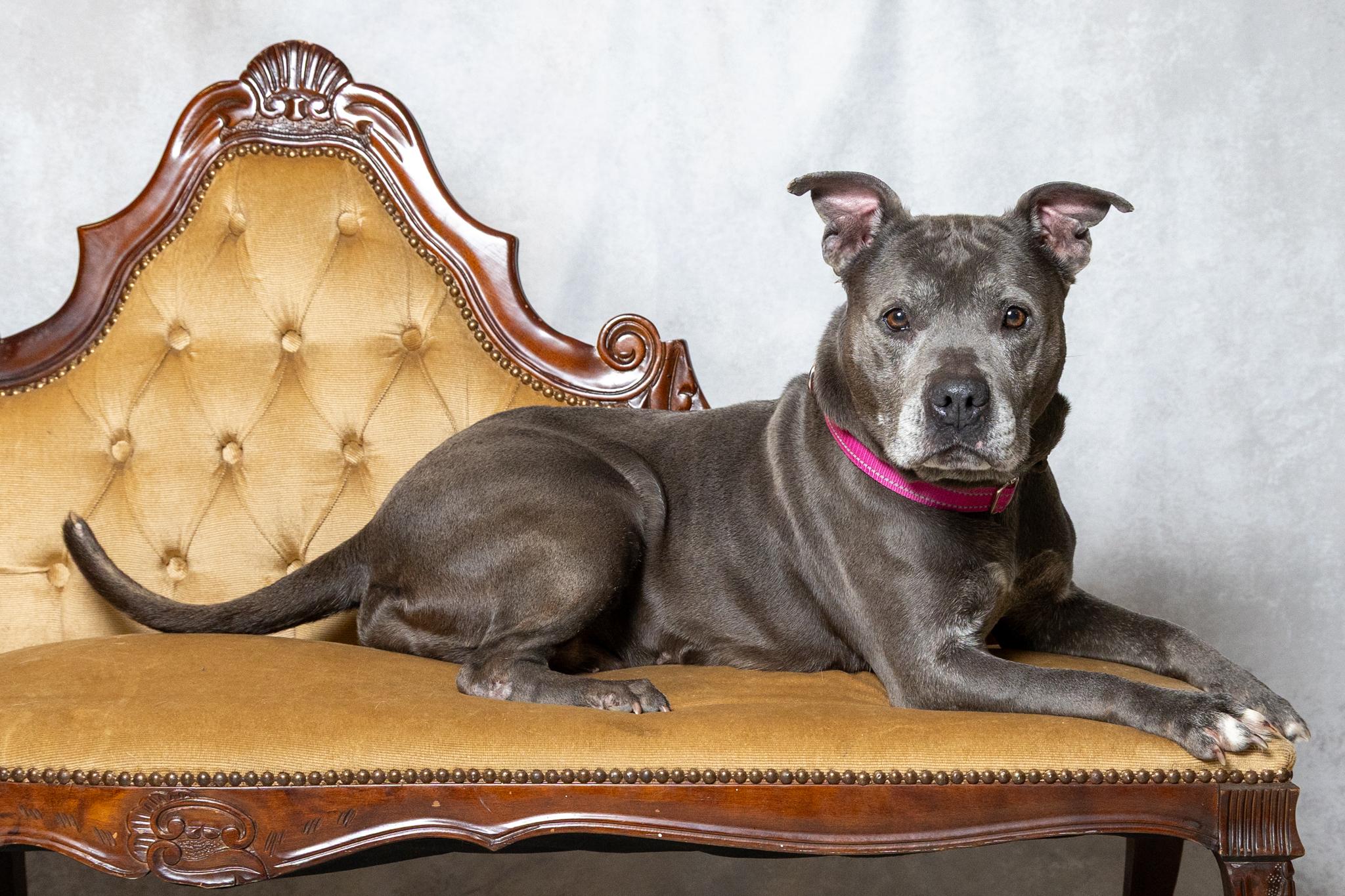 Enlarge Piggly, a ADOPTABLE mixed breed in Lebanon, TN image 2/6