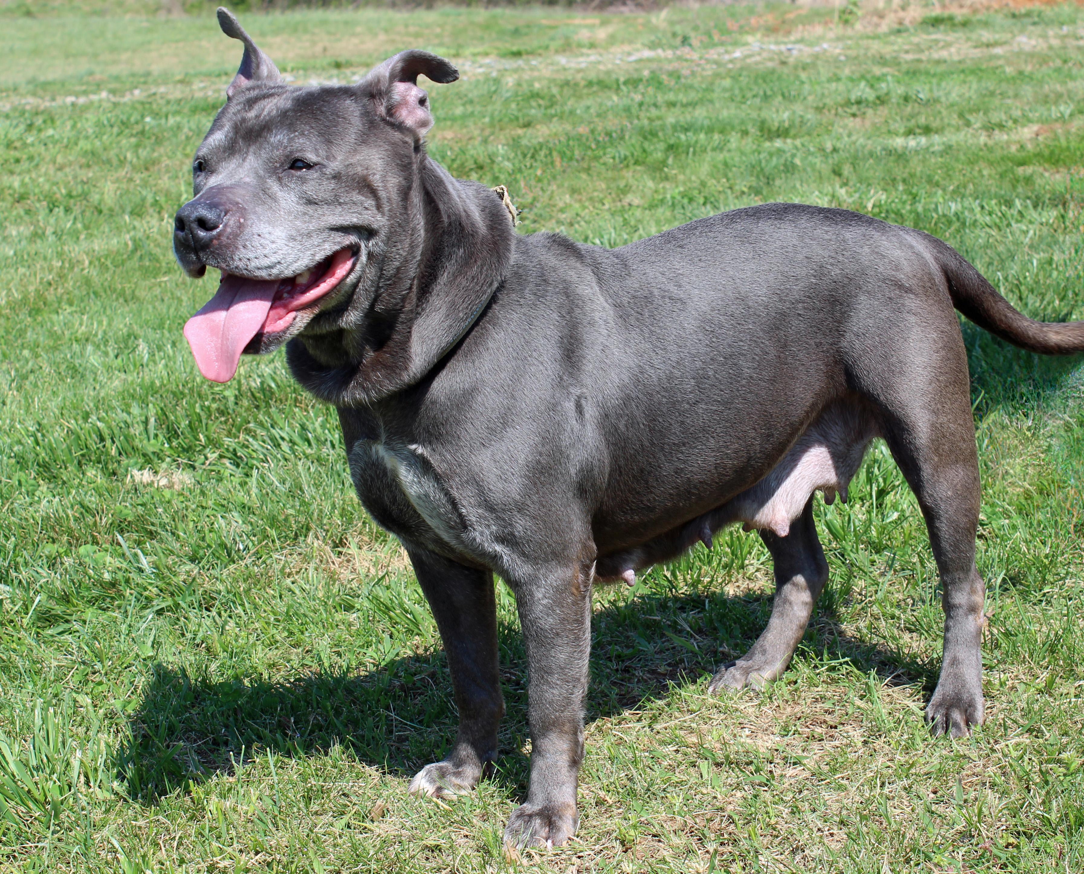 Enlarge Piggly, a ADOPTABLE mixed breed in Lebanon, TN image 5/6