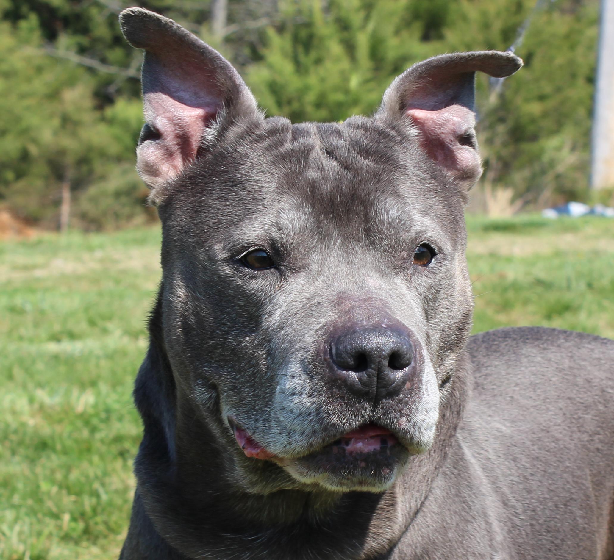 Enlarge Piggly, a ADOPTABLE mixed breed in Lebanon, TN image 3/6