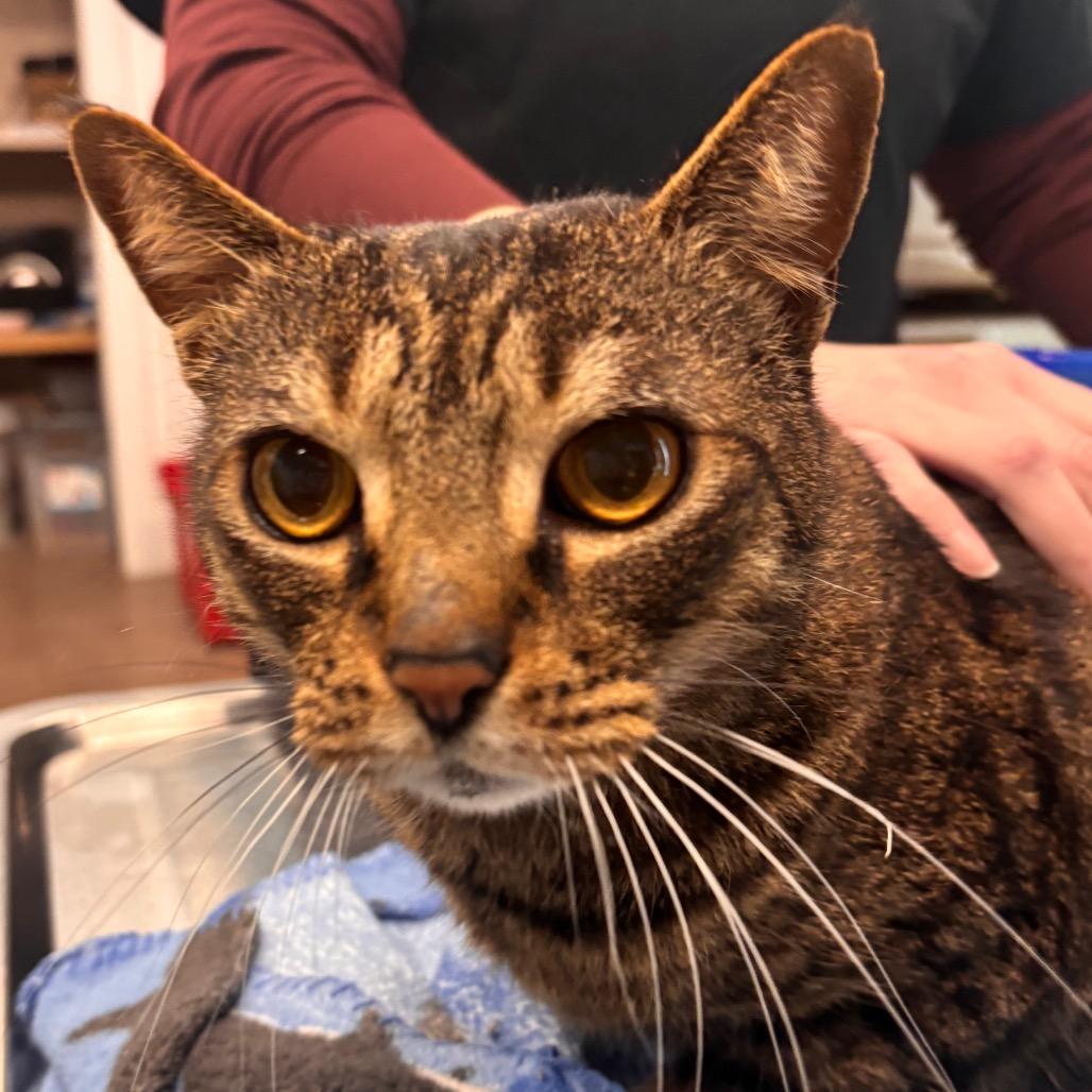 Steven- Petsmart Belleville, Adoptable, Adult Male Domestic Short Hair.