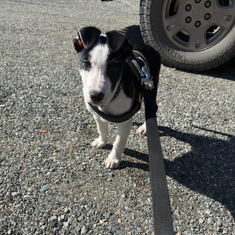 Enlarge Murphy, a Adoptable mixed breed in Olympia, WA image 3/4