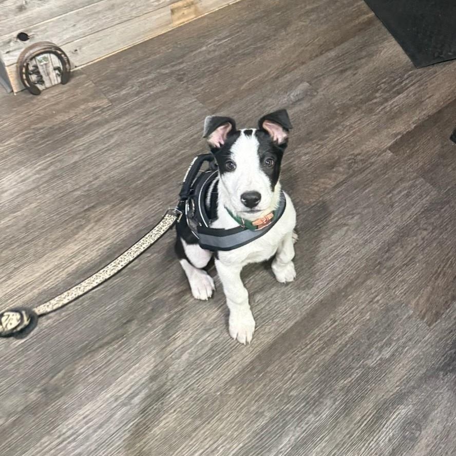 Enlarge Murphy, a Adoptable mixed breed in Olympia, WA image 1/4