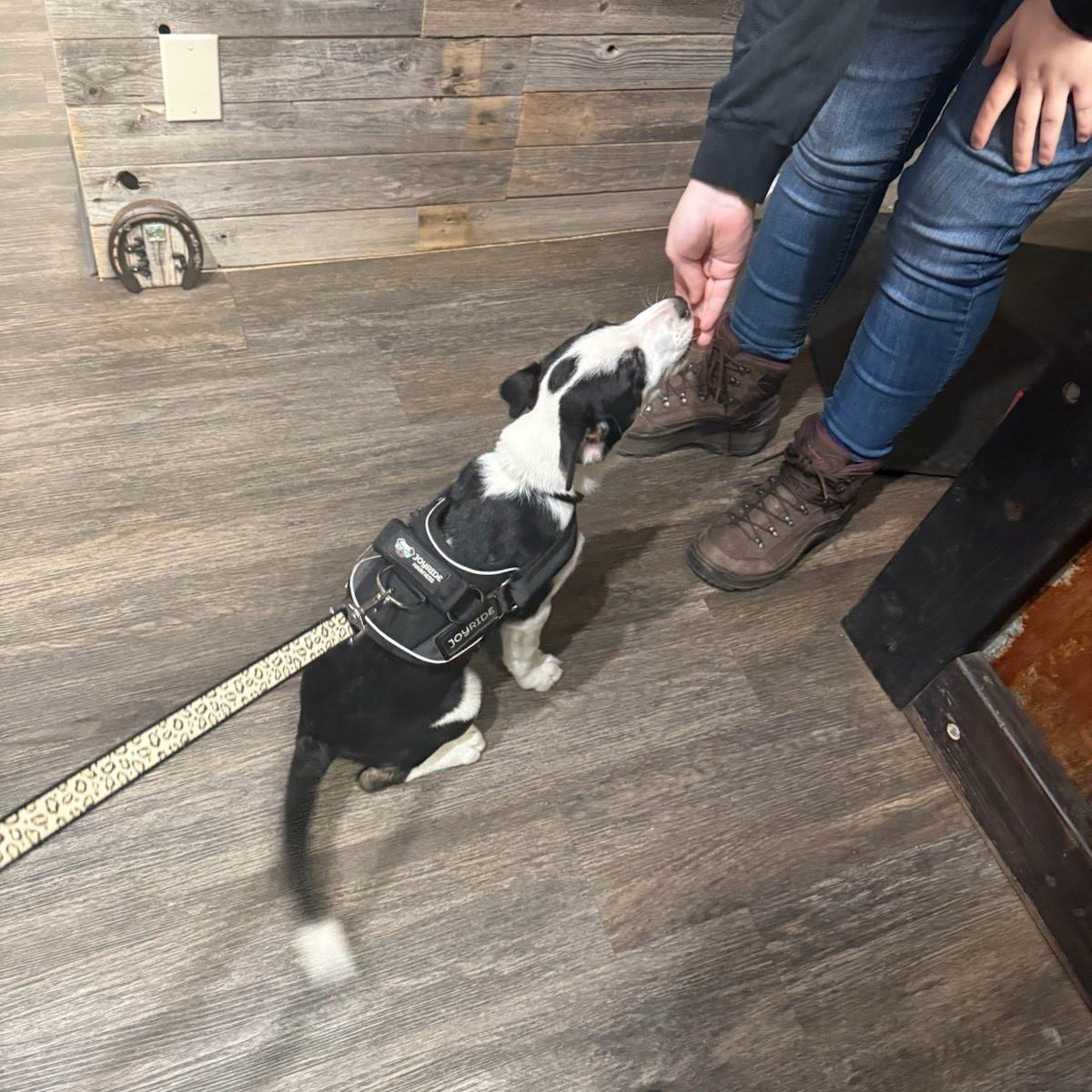 Enlarge Murphy, a Adoptable mixed breed in Olympia, WA image 2/4