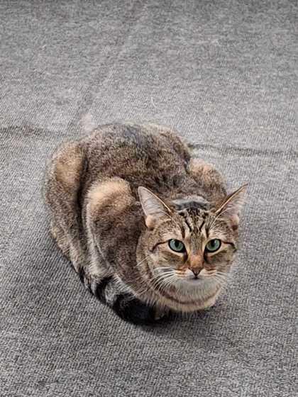 Kitty Kat, a Adoptable mixed breed in New Albany, IN image 1/2