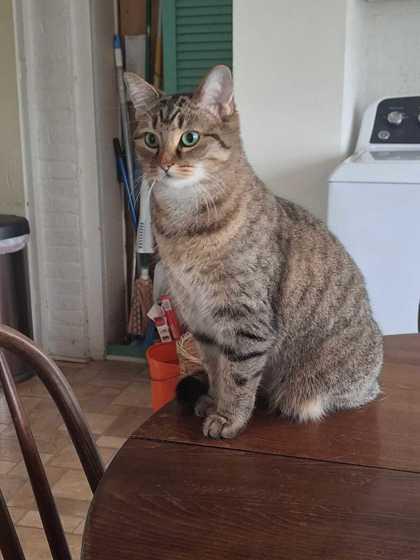 Kitty Kat, a Adoptable mixed breed in New Albany, IN image 2/2