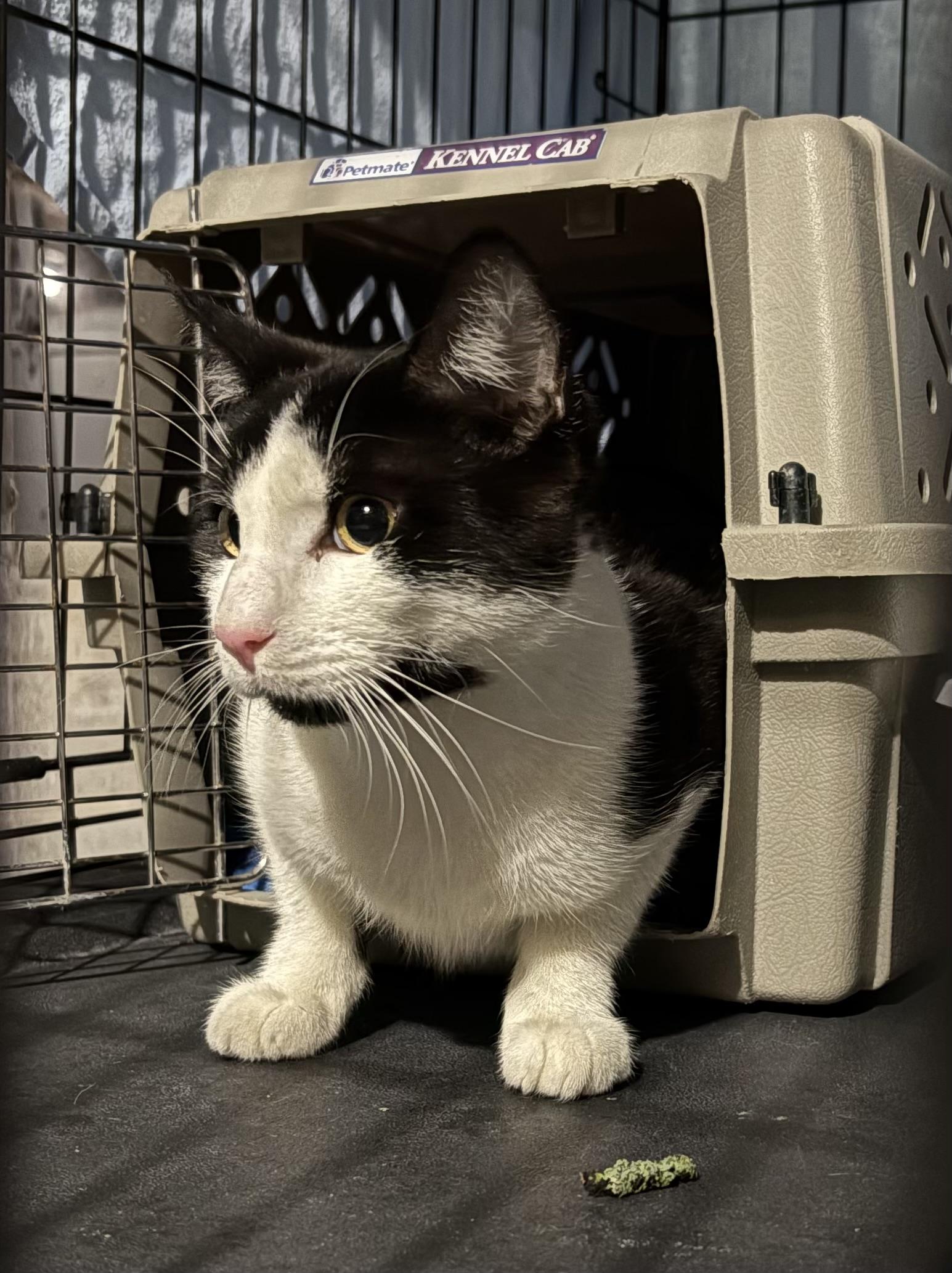 Piasa, an adopted Domestic Short Hair in Albany, NY image 4/5