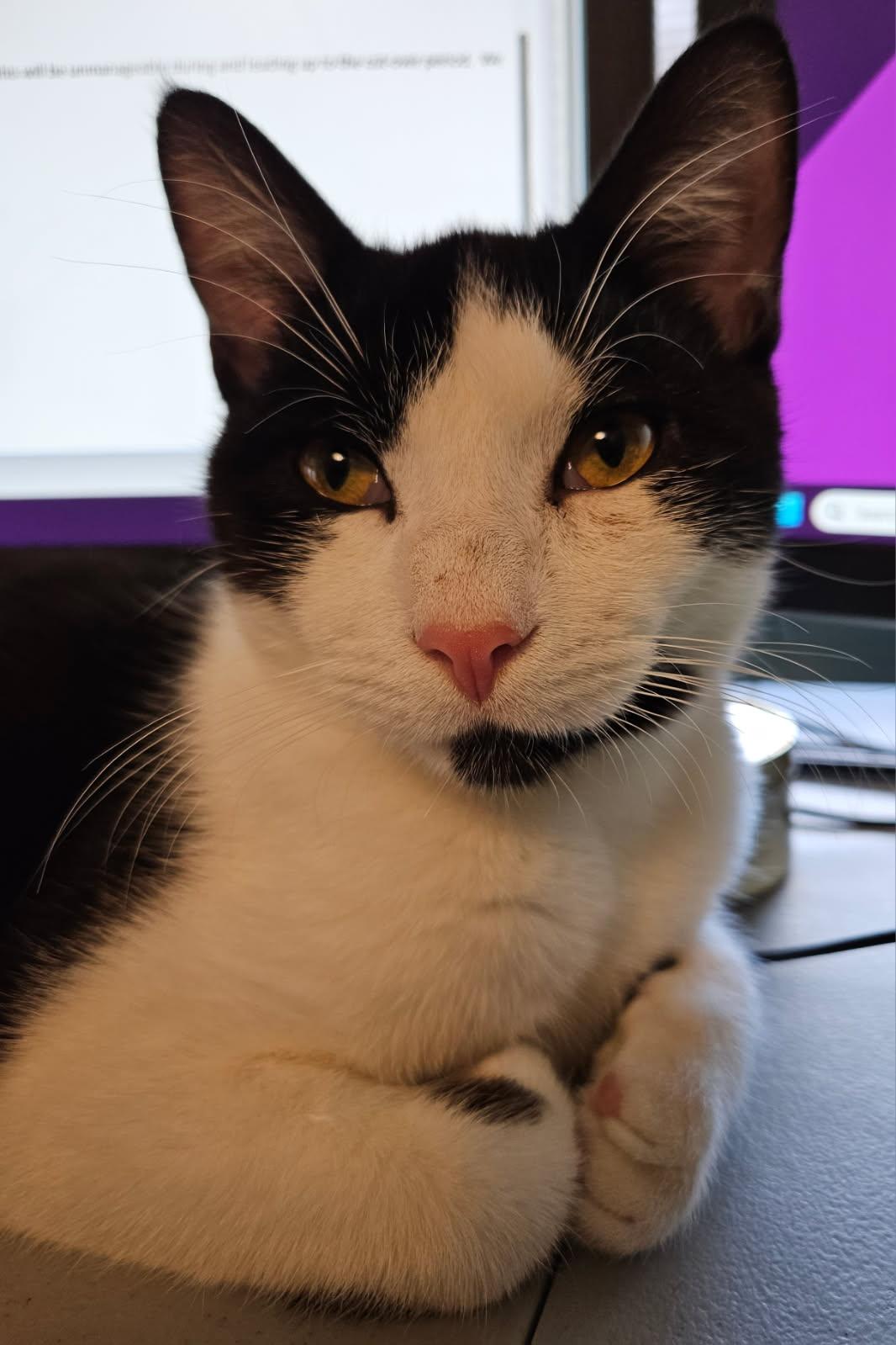 Piasa, an adopted Domestic Short Hair in Albany, NY image 1/5