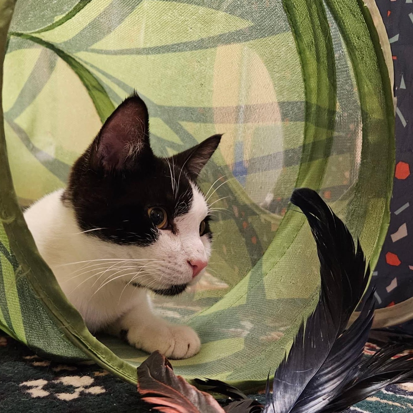 Piasa, an adopted Domestic Short Hair in Albany, NY image 2/5