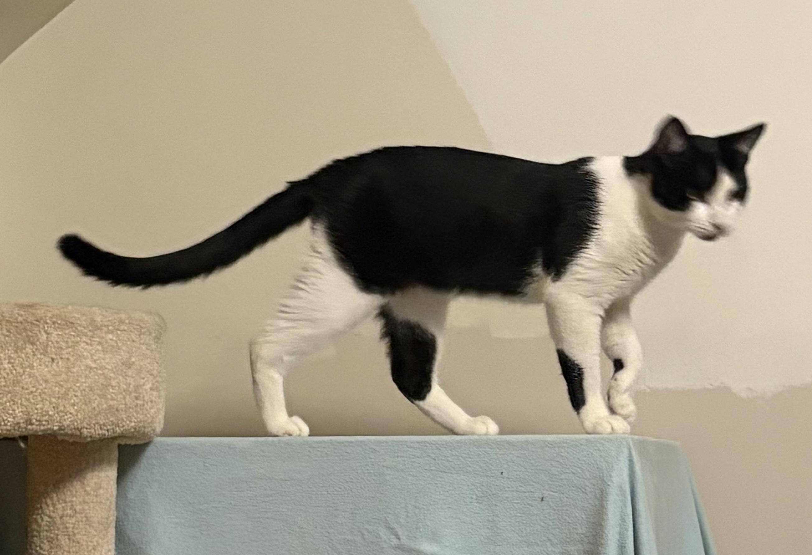 Piasa, an adopted Domestic Short Hair in Albany, NY image 5/5