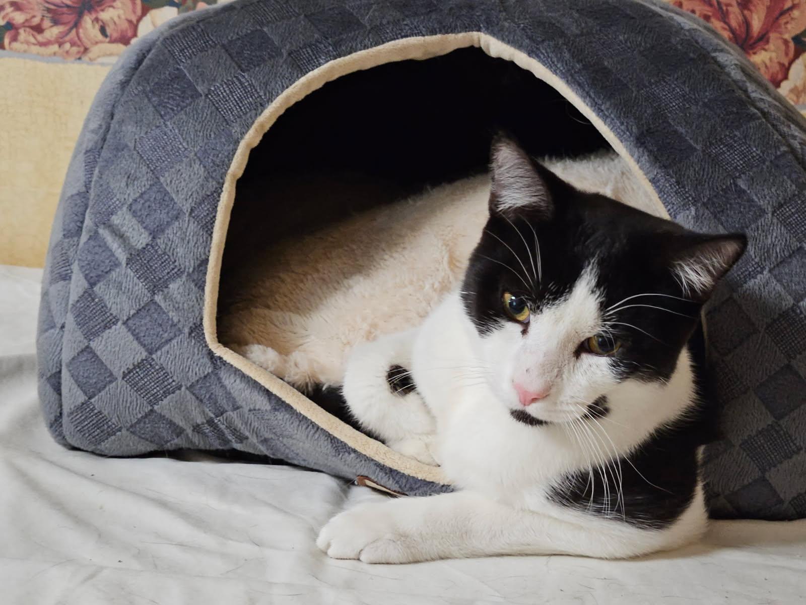 Piasa, an adopted Domestic Short Hair in Albany, NY image 3/5