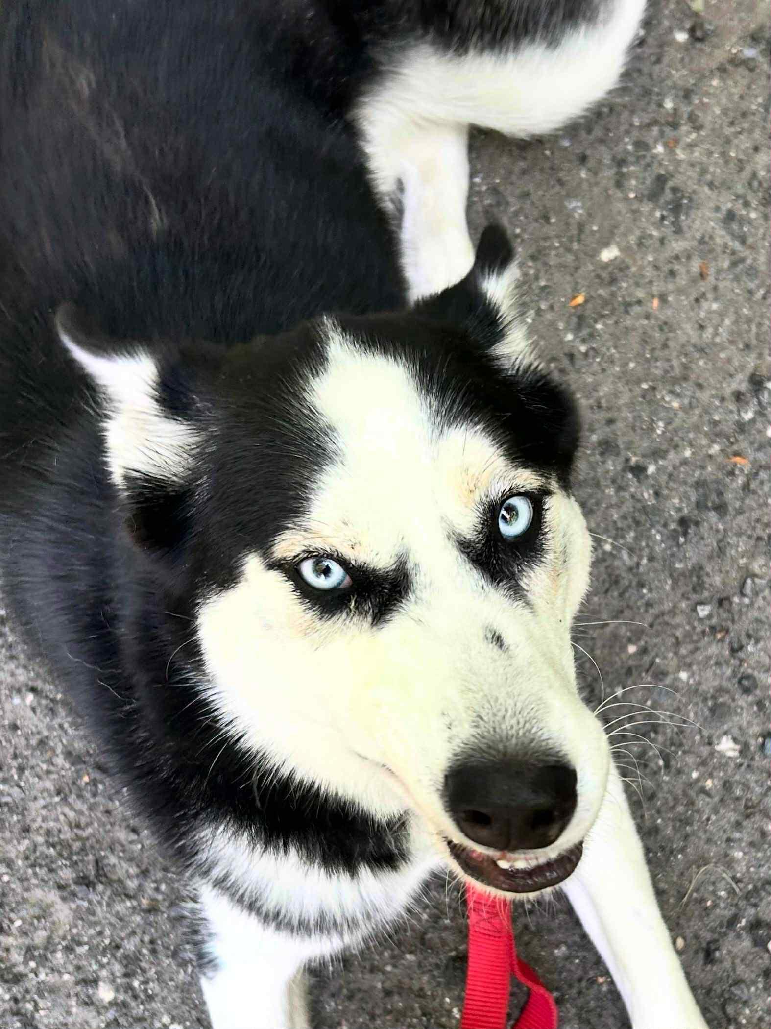 Enlarge Panda, a Adoptable Husky in Sunderland, MD image 2/4