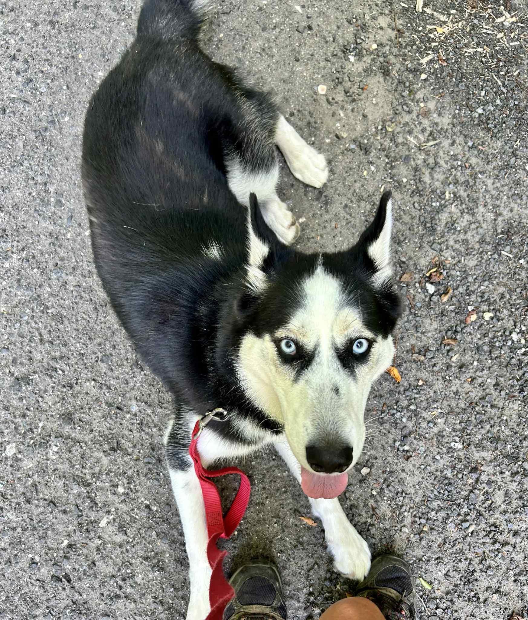 Enlarge Panda, a Adoptable Husky in Sunderland, MD image 3/4
