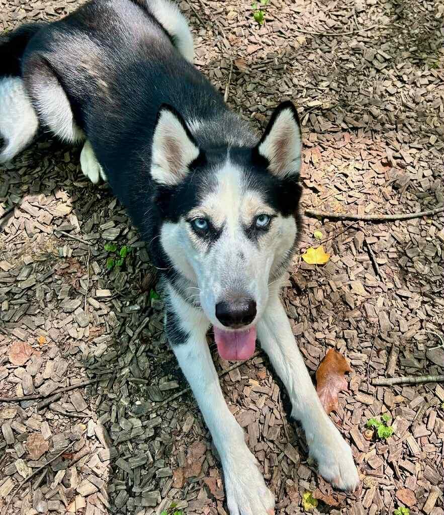 Panda, Adoptable, Young Female Husky.