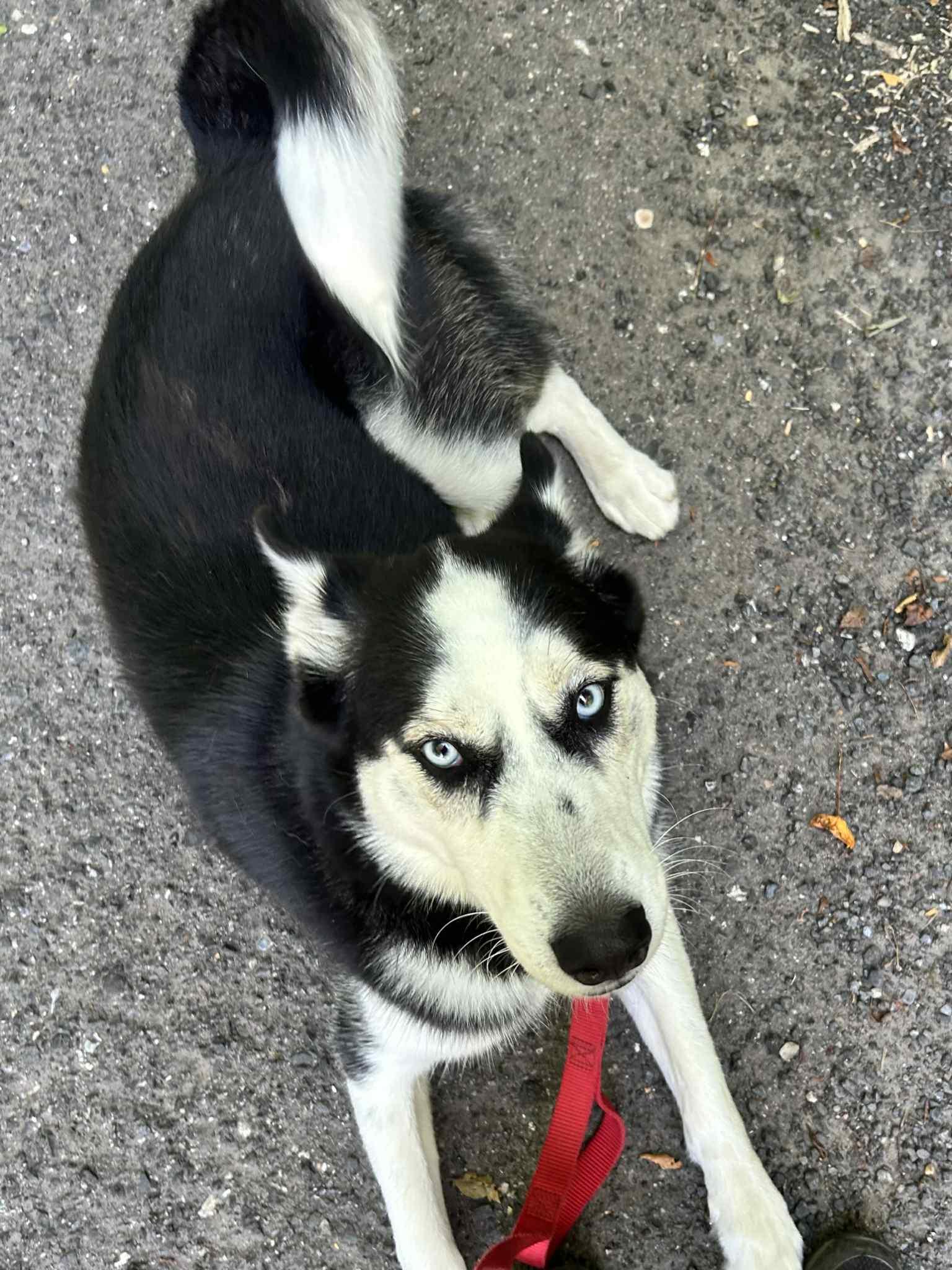 Enlarge Panda, a Adoptable Husky in Sunderland, MD image 4/4