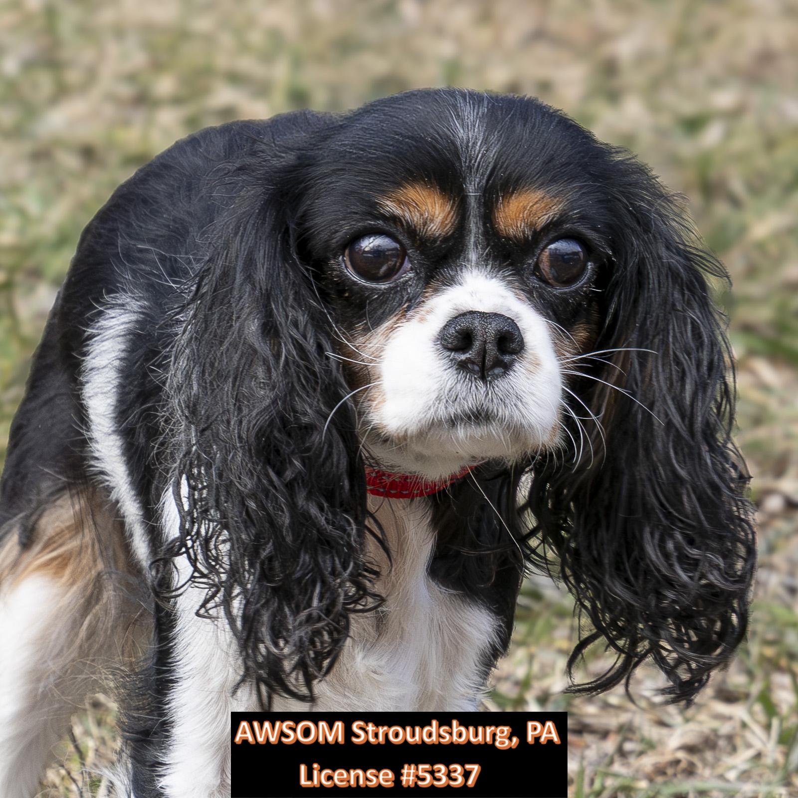 Roxanne, ADOPTABLE, Adult Female Cavalier King Charles Spaniel.