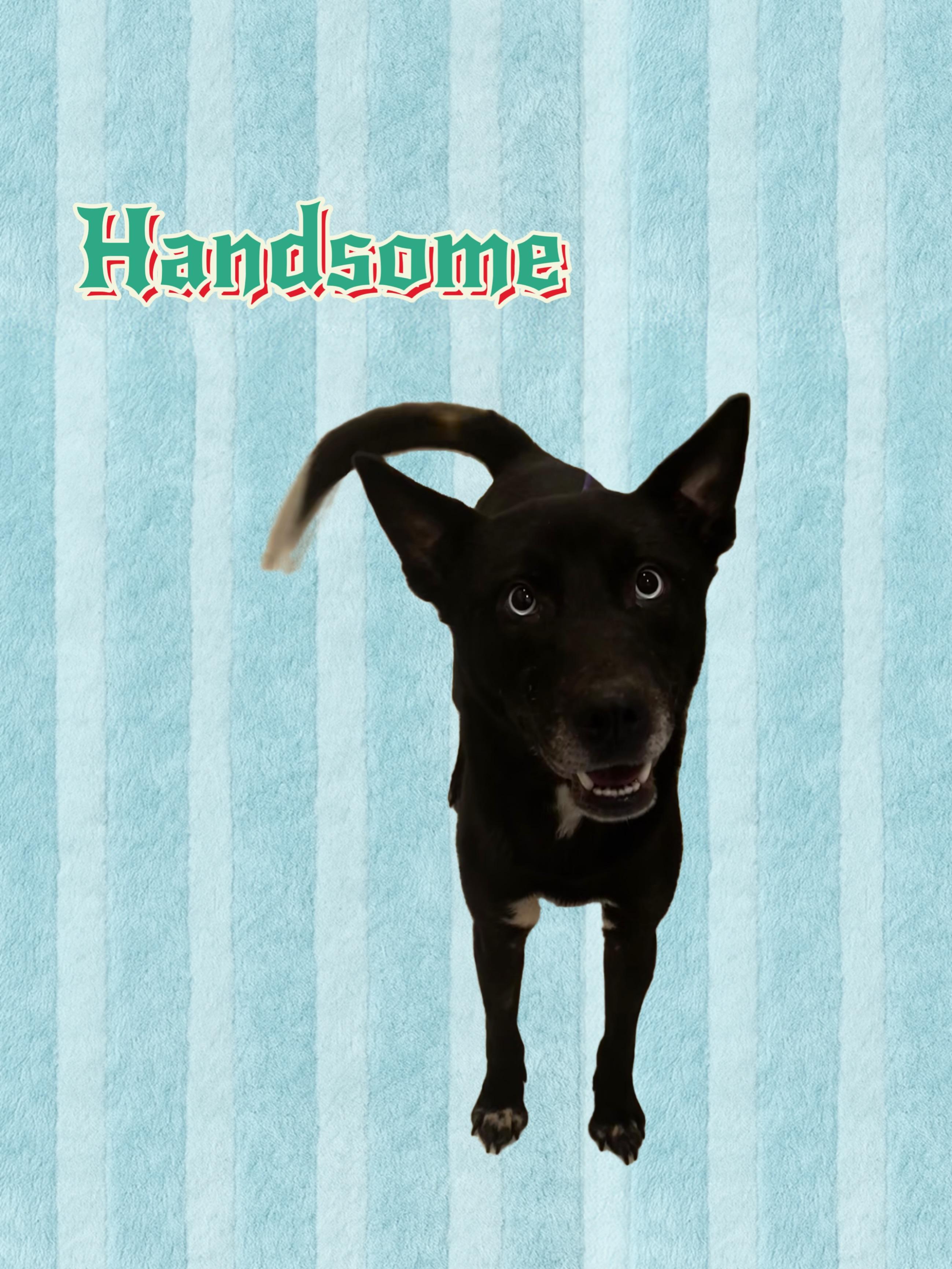 Enlarge Handsome, a ADOPTABLE Husky in New Castle, IN image 1/1